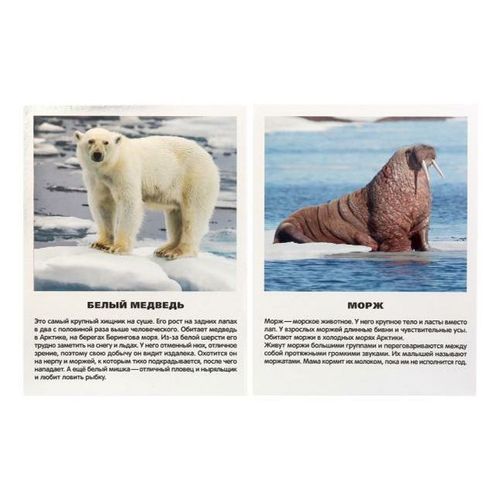 Карточки в папке УМка Животные Арктики и Антарктики 16 шт - купить с  доставкой на дом в СберМаркет