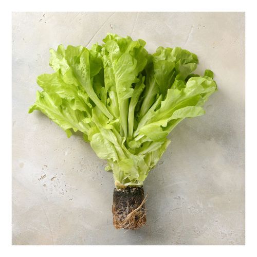 Салат зеленый дуболистный 200 г купить для Бизнеса и офиса по оптовой цене  с доставкой в СберМаркет Бизнес
