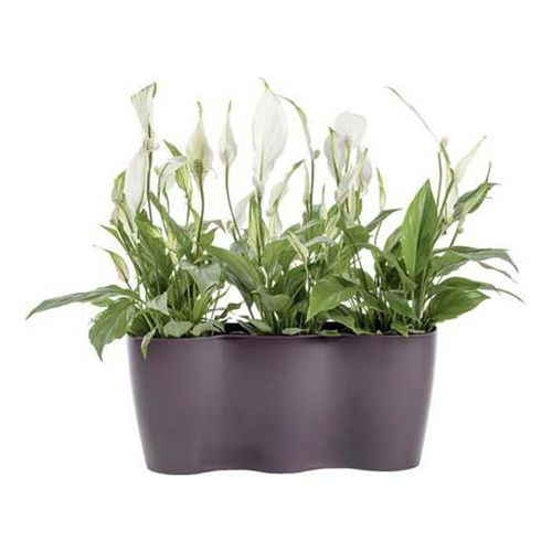 Горшок Don-Plast тройной для орхидей 35 х 12 см фиолетовый