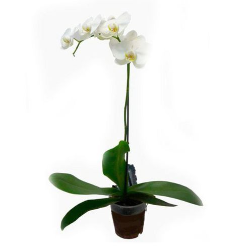 Орхидея Фаленопсис Мультифлора Букетто h35 см d12 см в ассортименте ...