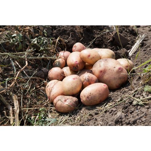 Картофель белый ВкусВилл ~1,4 кг