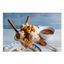 Мороженое молочное Amore Карамель с морской солью БЗМЖ 200 г