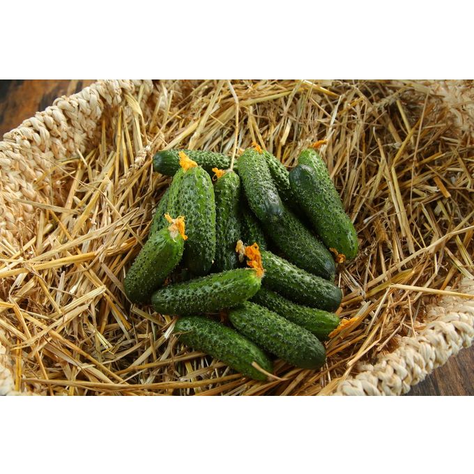 Огурец маринда f1. Сорт огурцов миринда. Огурцы короткоплодный тепличный. Сорт огурцов маринда. Огурец кураж f1.