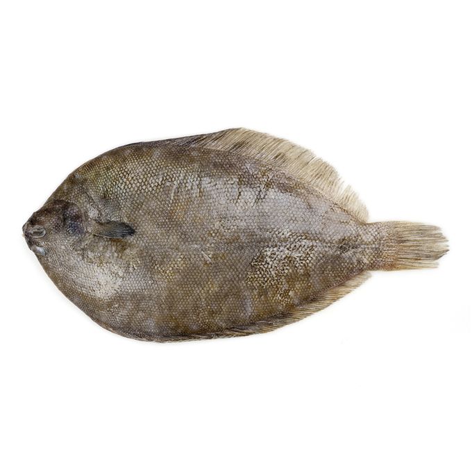 Как выглядит морской язык рыба фото живой