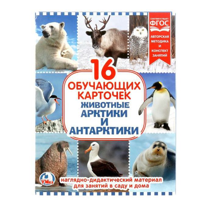 Карточки в папке УМка Животные Арктики и Антарктики 16 шт - купить с  доставкой на дом в СберМаркет